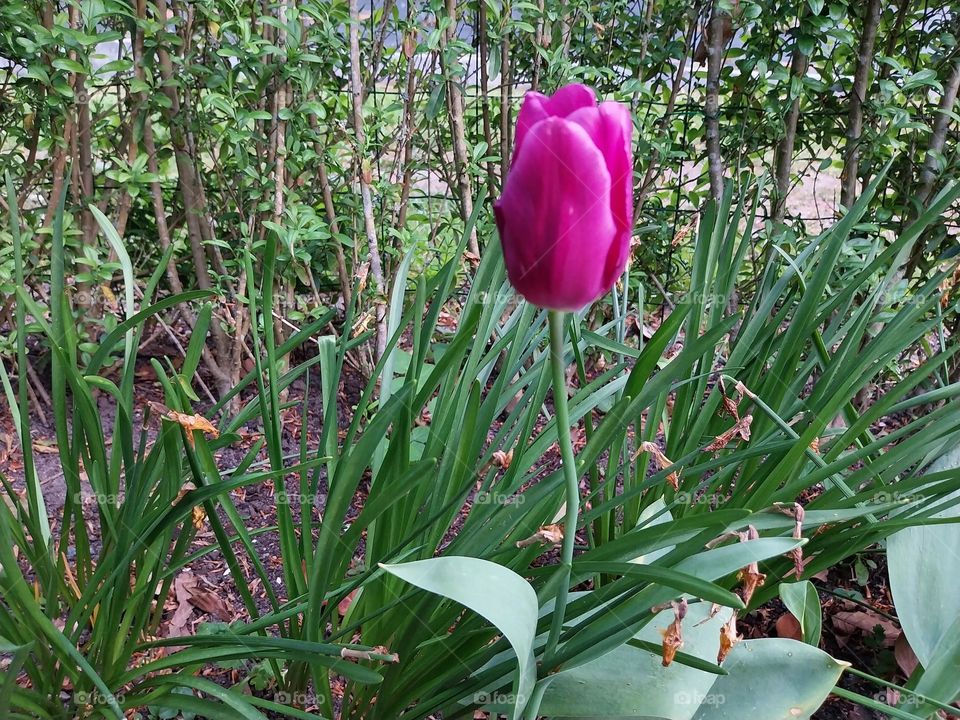 nice tulips in Odense