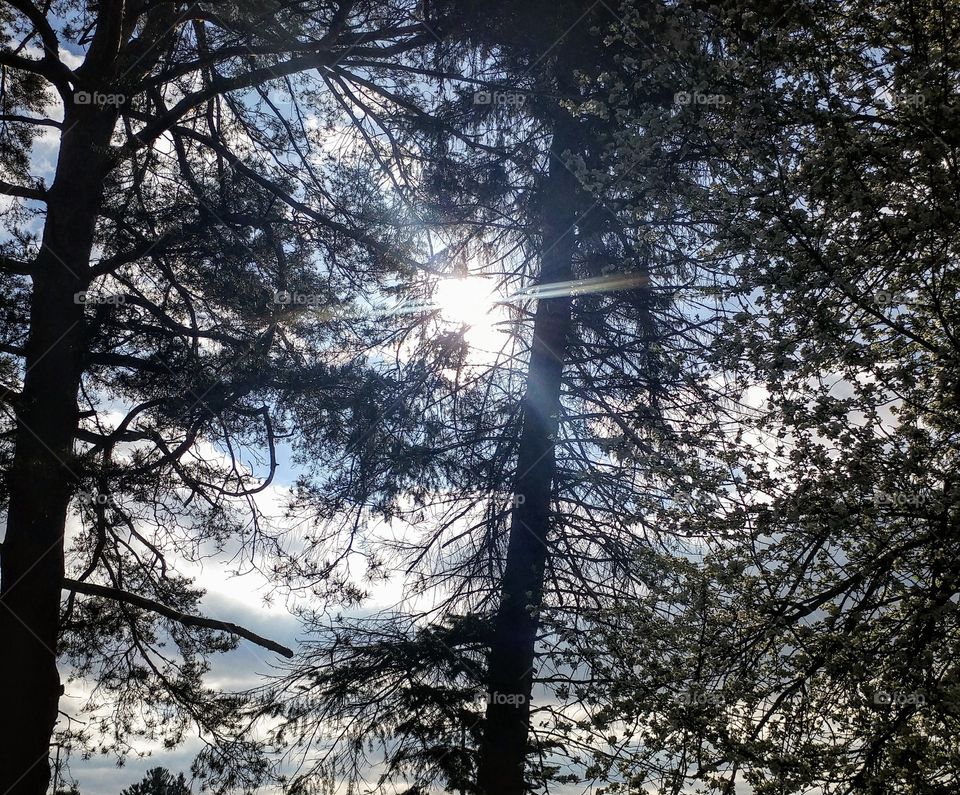 peeking out from behind the trees