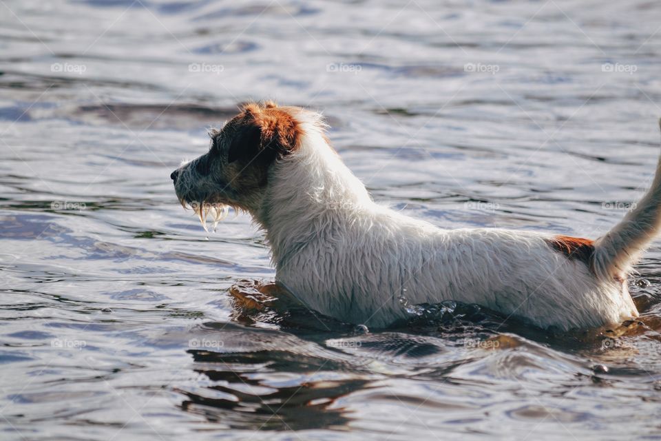 Dog bathing in a lake