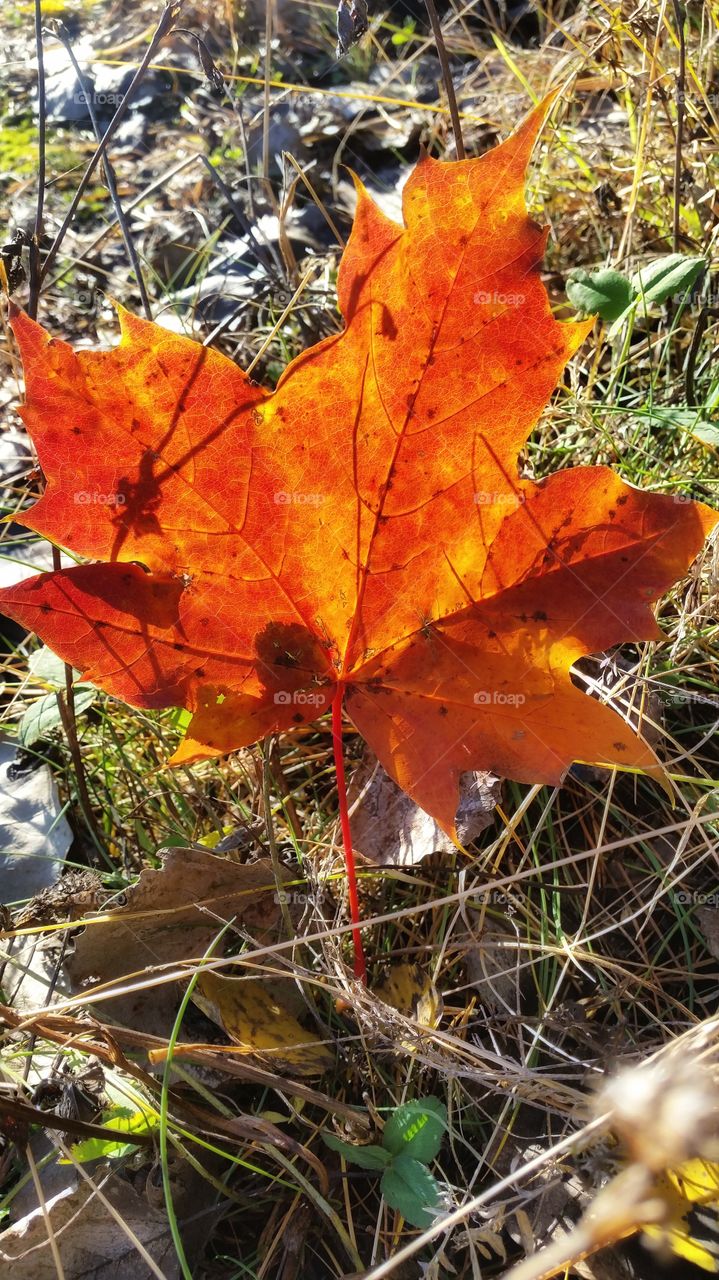 Red leaf
