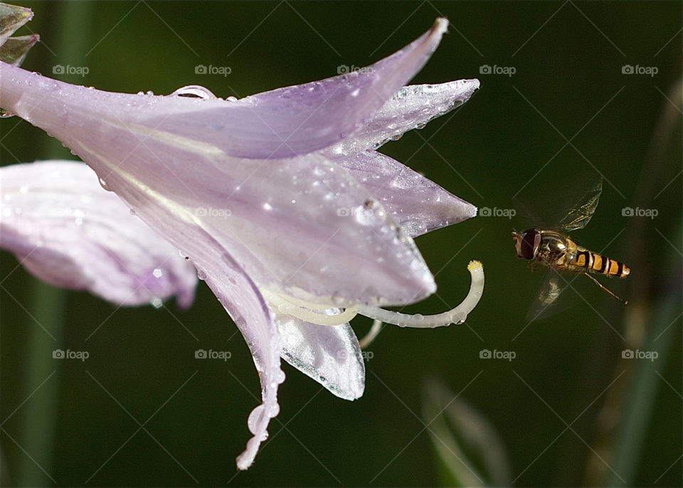 flower water flight fly by olijohnson