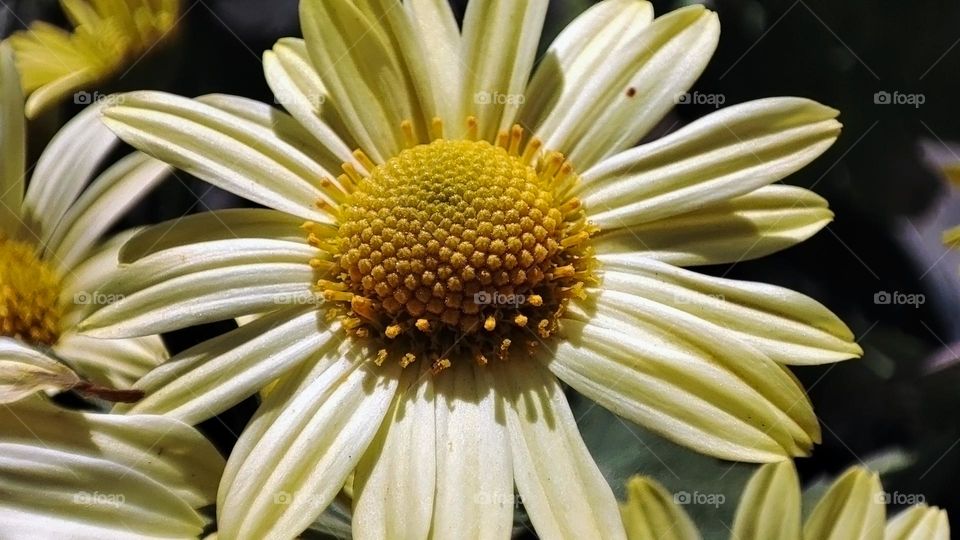 Macro photo of flower growing in the garden