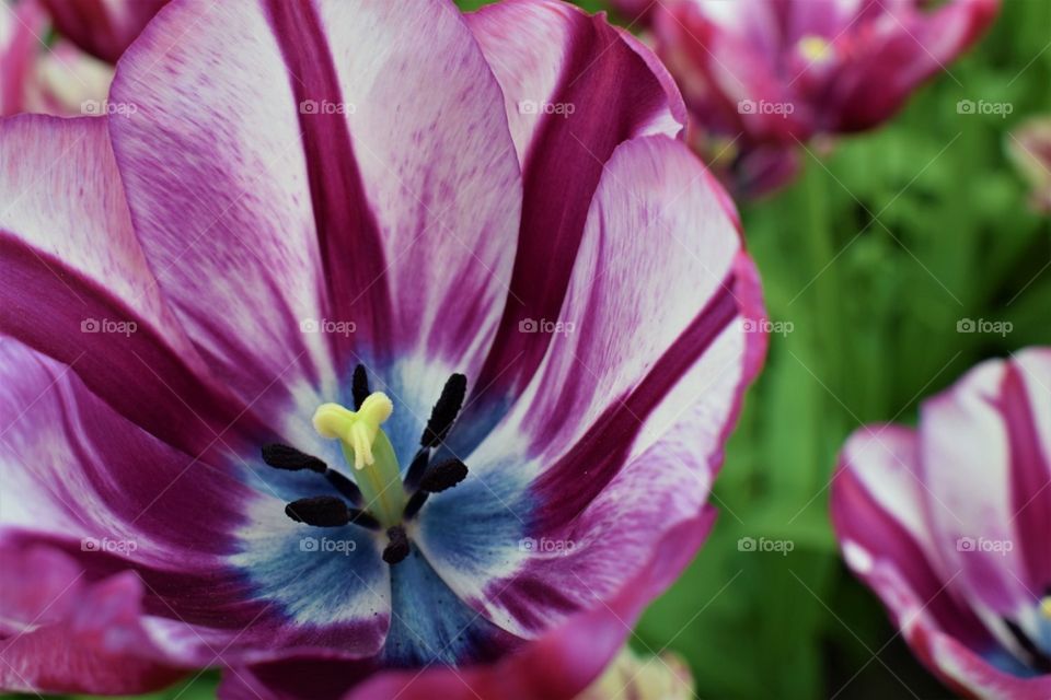 Amazing tulip. I love flowers! Blooming beauty.