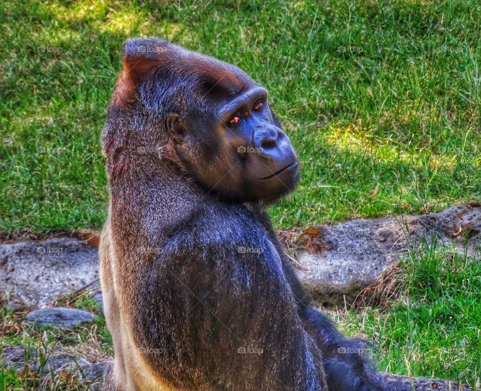 Silverback Gorilla