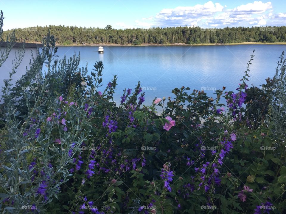 Flowers by the lake