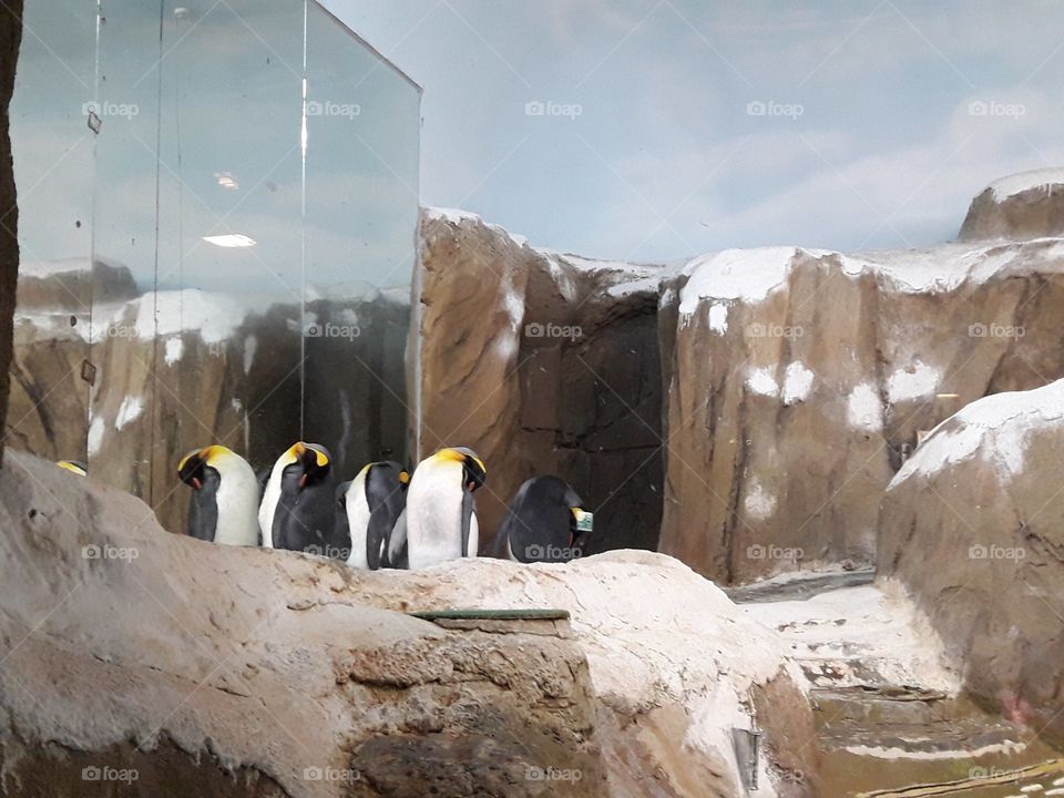 Penguins at Taipei zoo