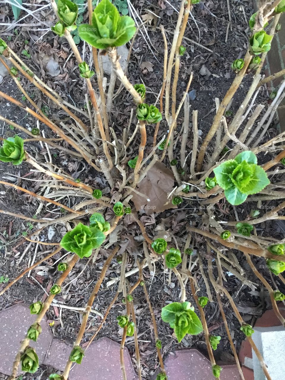 First signs of spring