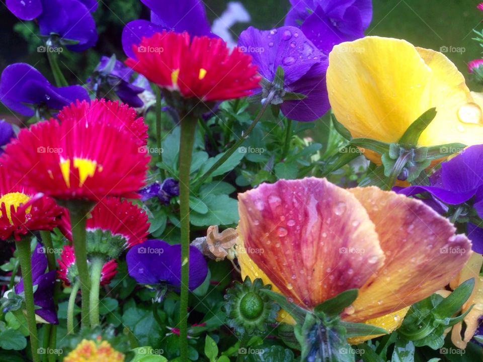 Full frame of flowers