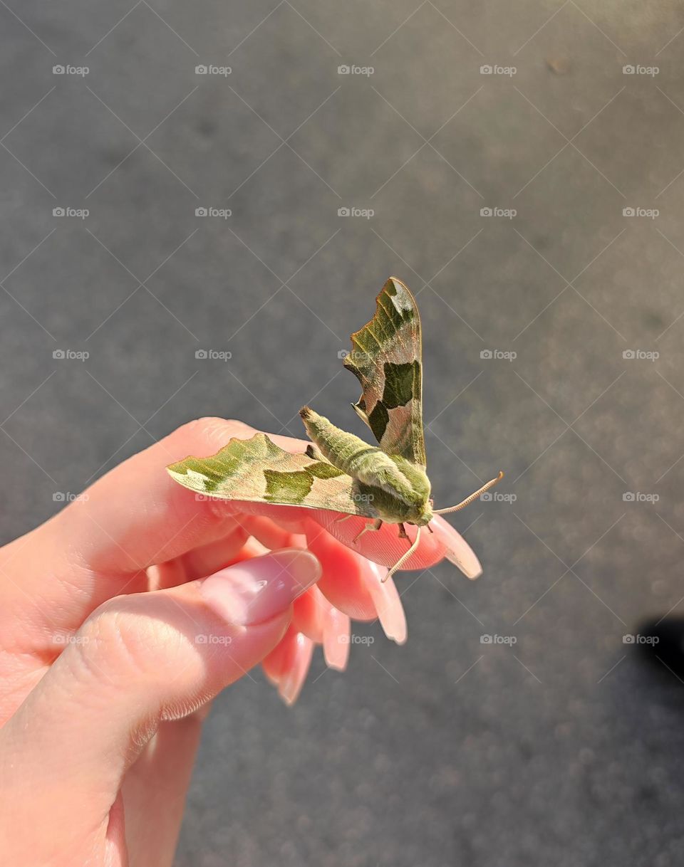 Green moth / Beautiful green moth sitting on a finger / Beauty in München, Germany