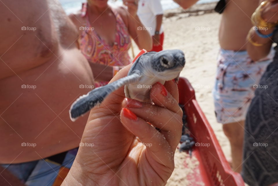 Baby sea turtle