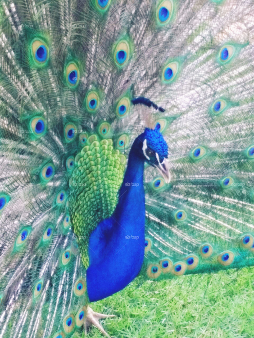 peacock blue peacock