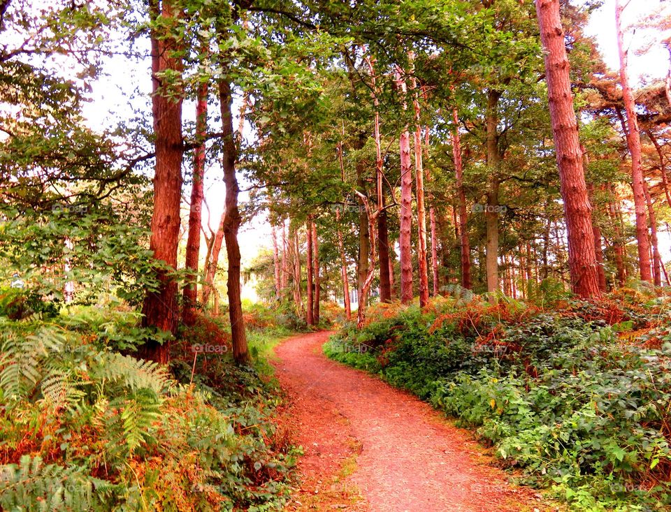 Footpath through forest in autumn