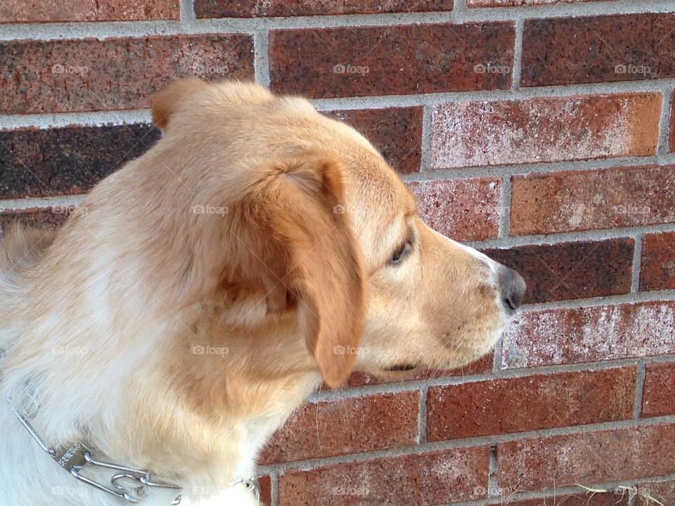 Golden retriever profile