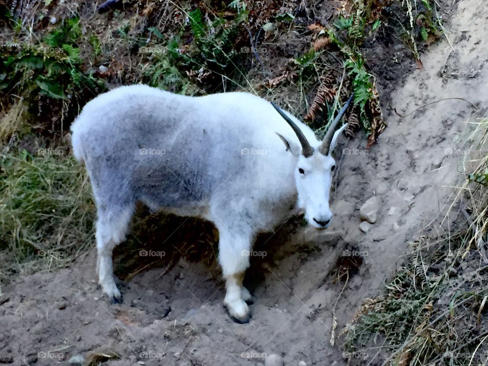 Mountain Goat