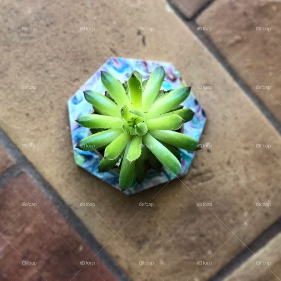 Bird’s eye view of small succulent