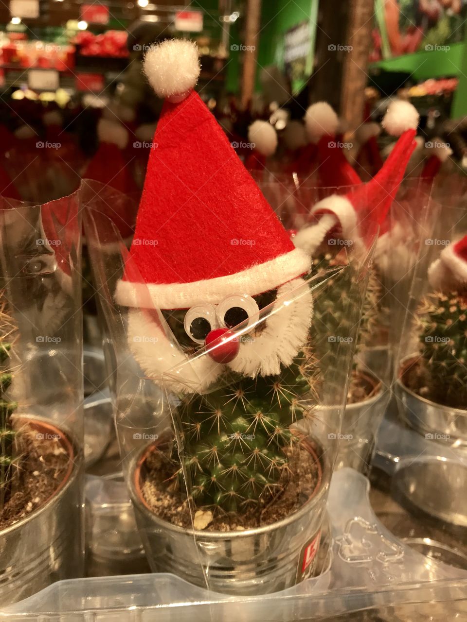 Adorable Christmas cactus