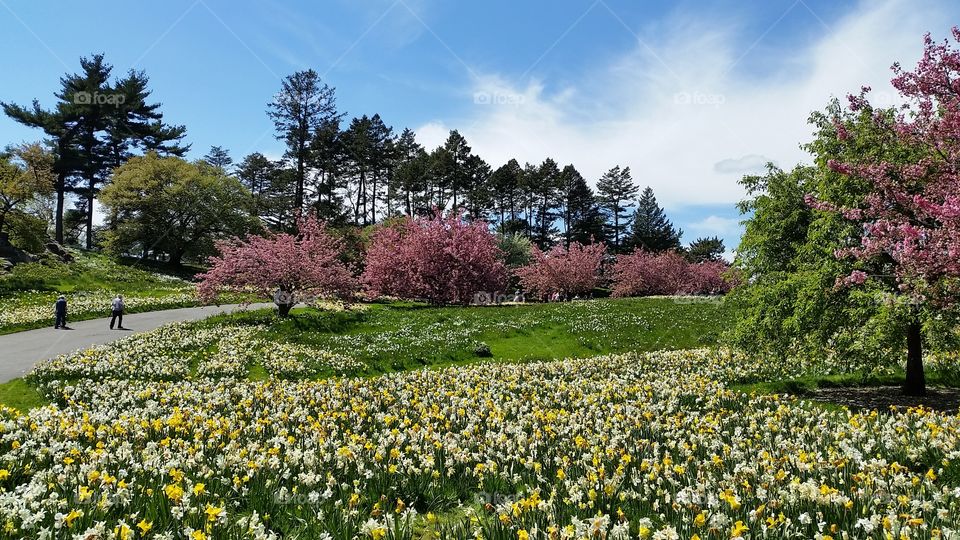 Spring in New York