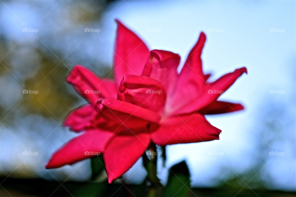 Prettiest Bloom of all