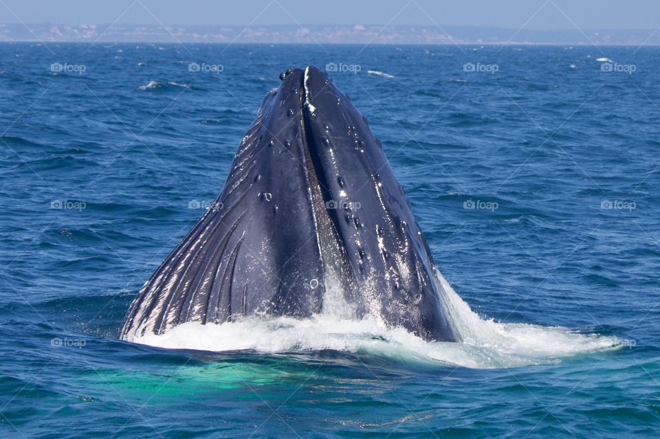 Silva, the Humpback whale in Massachusetts 