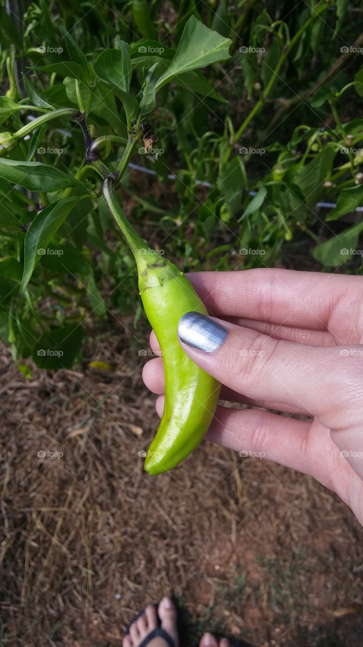 Picking peppers out of the garden