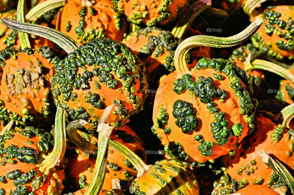 The harvest of pumpkins during the season of Fall. 