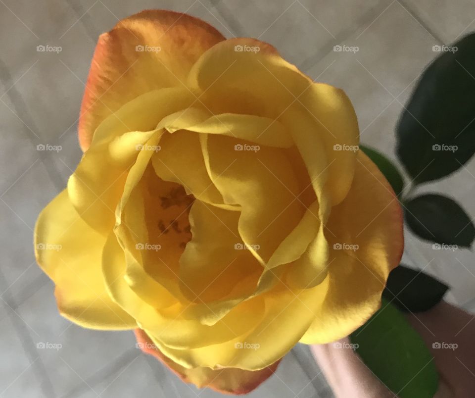 Home grown yellow rose 