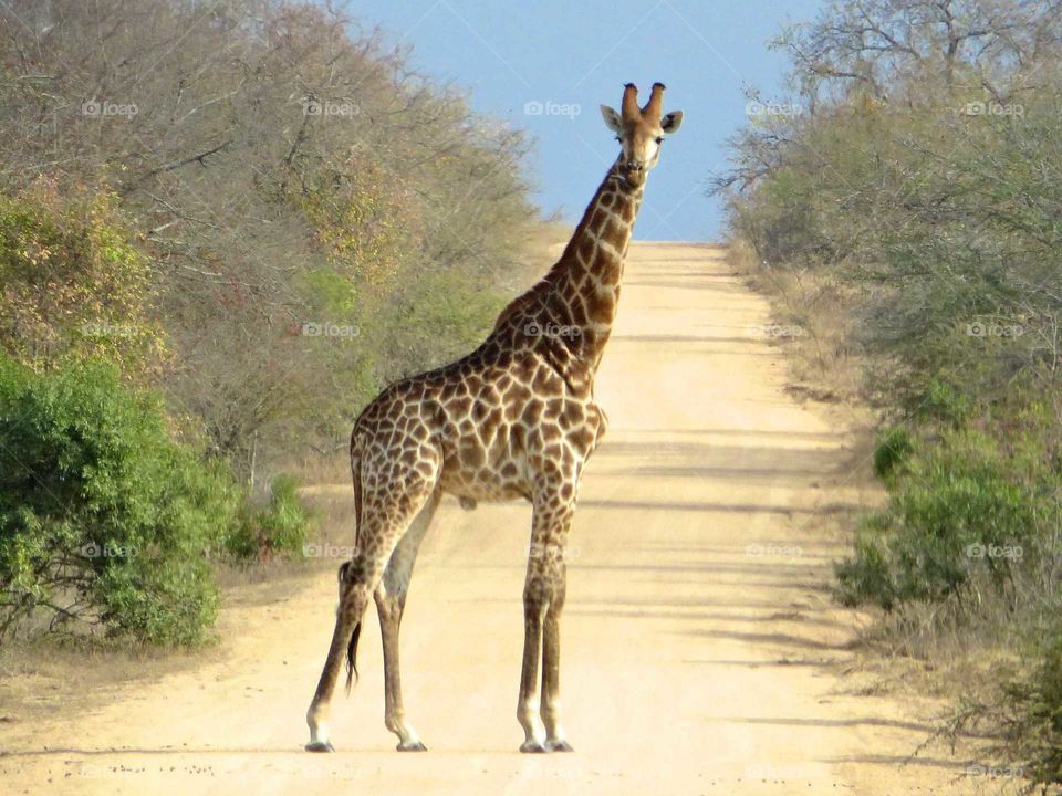 a giraffe stares curiously at visitors to Kruger National Park