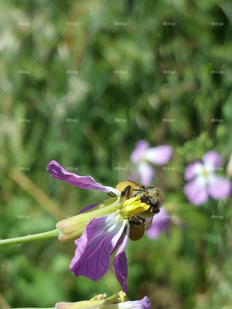 Nature, Insect, Bee, Flower, Summer
