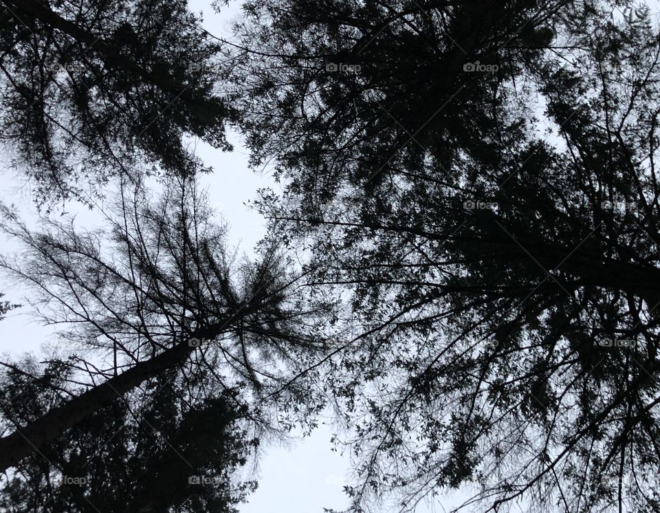 Don‘t look down - the forest is above you😋