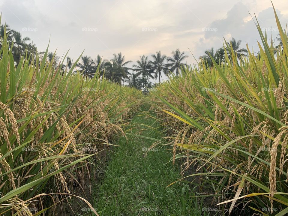 Rice field in bali indonesia 