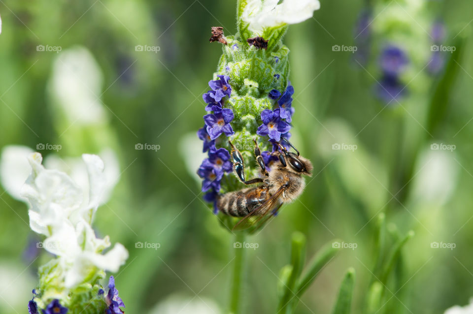 Biene, Lavendel, Schopflavendel, Sommer, Frühling, Insekt, Natur, Fliegen, Pollem