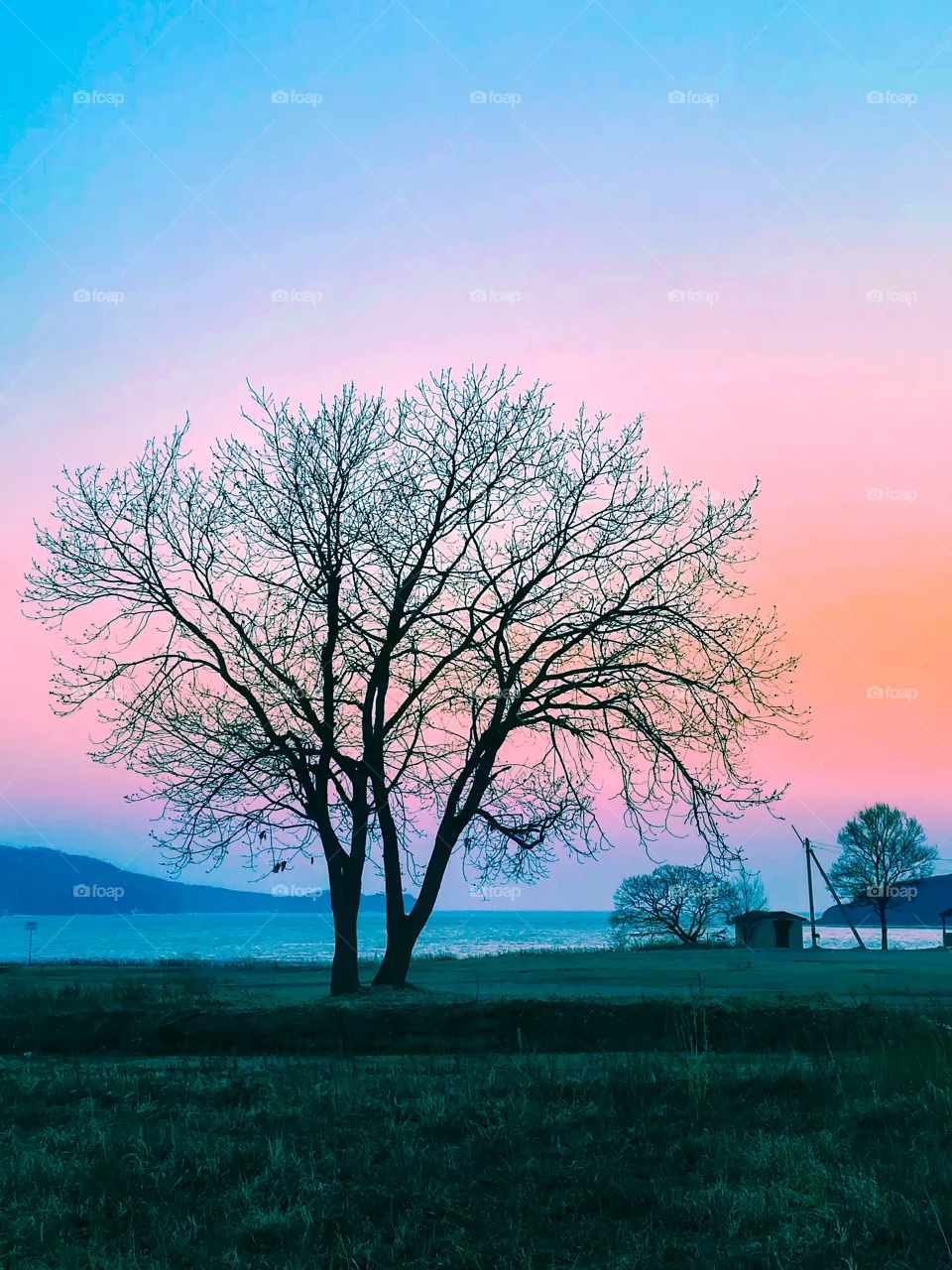 Pink evening