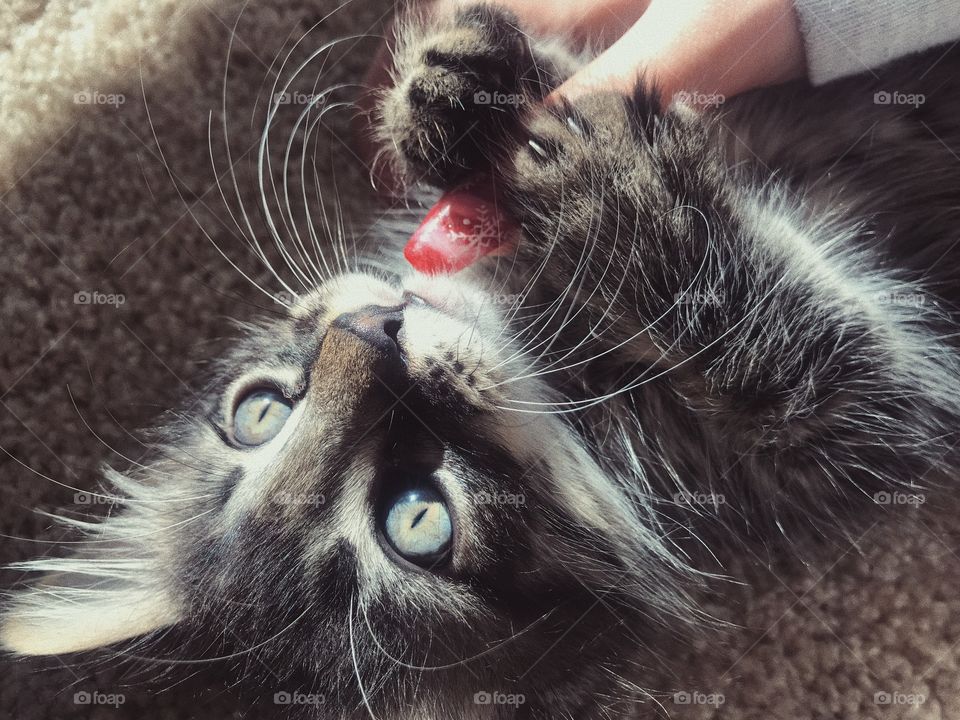 Kitten eyes