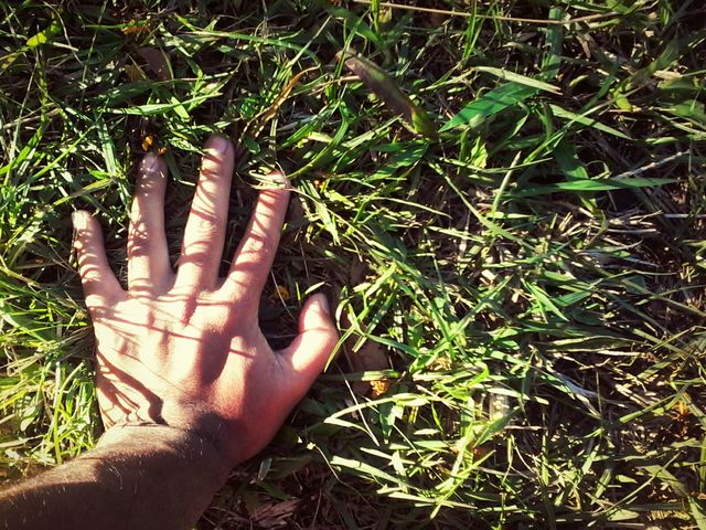 lawn