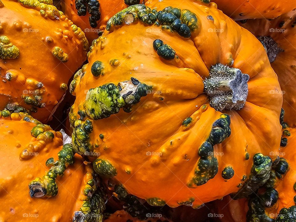 Bunch of green bumpy plump pumpkins in a basket ripe with texture from the fall harvest 