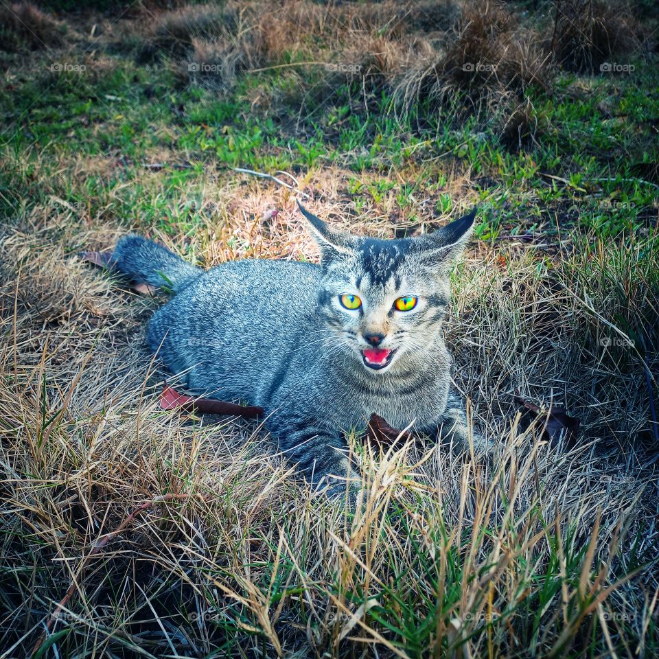 The cat is in a partly dry grassland