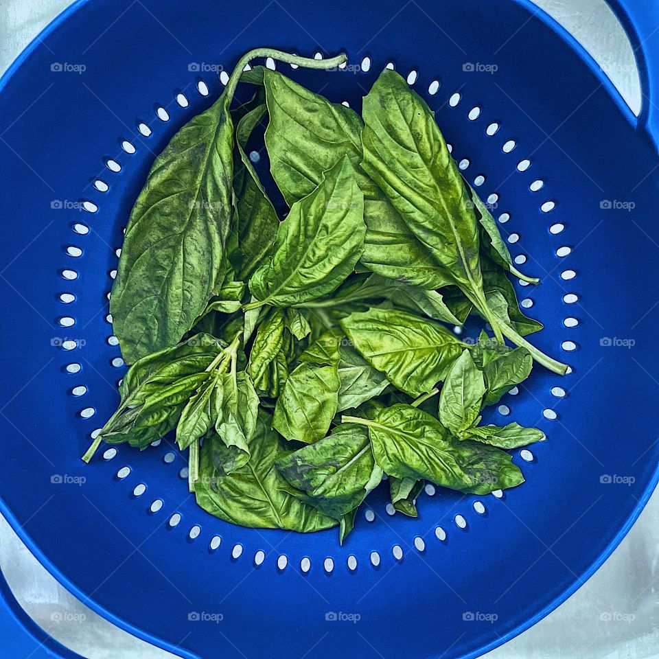 Blue colander with basil and flat leaf parsley being washed, blue colander being used in the sink, preparing dinner with fresh herbs, using fresh herbs while cooking, blue background, standing out with blue, blue focus, colorful kitchen picture 