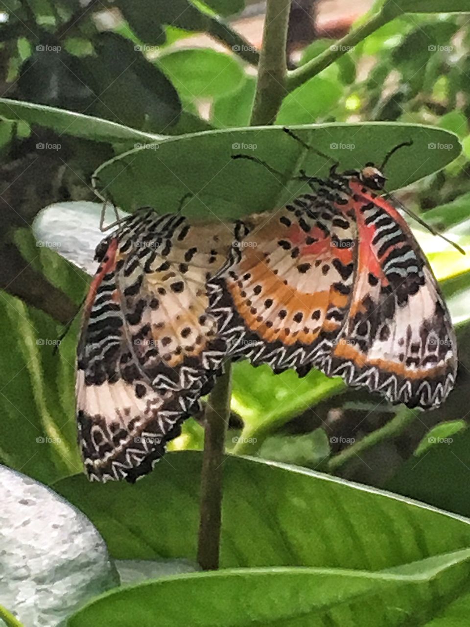 Mating butterfly 