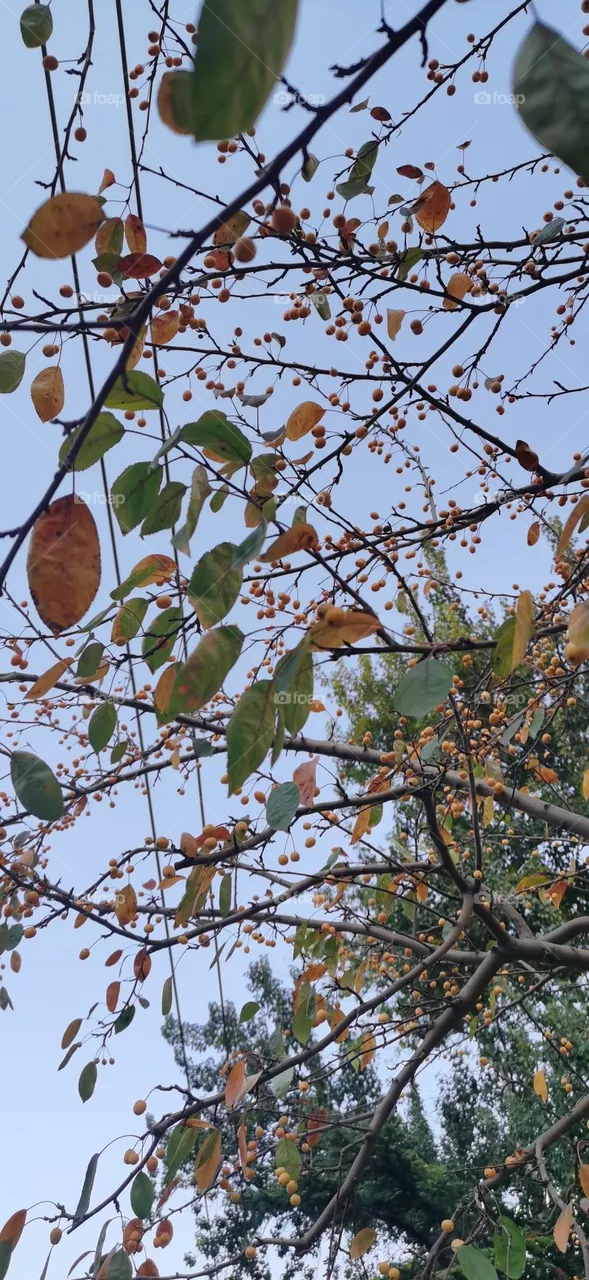 Fall Beginning