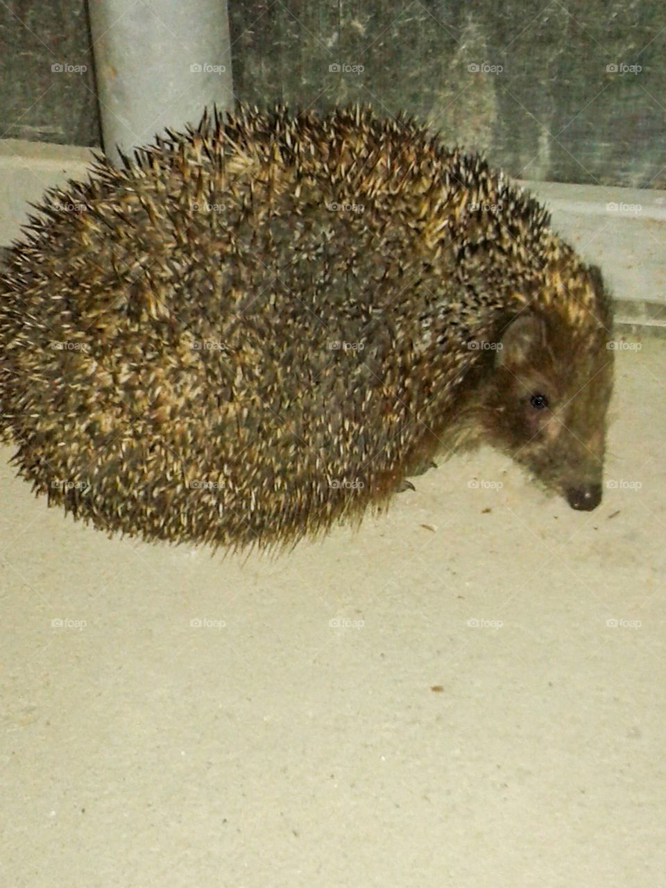 A big old Hedgehog came to visit.