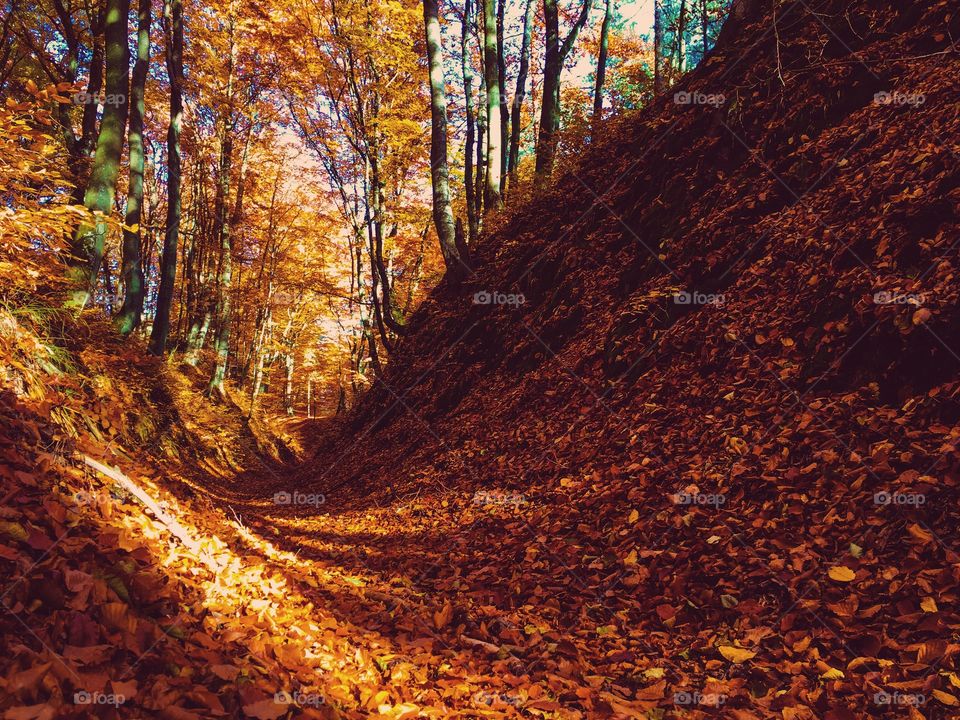 Close-up of autumn leaves in forest