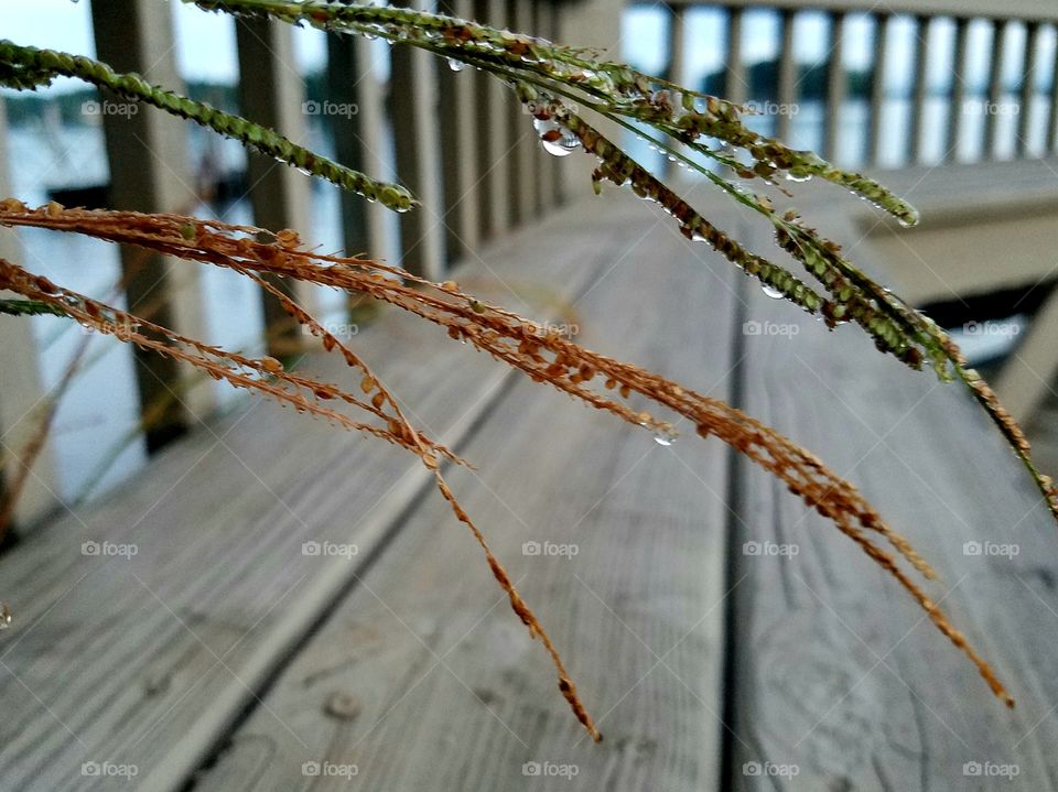 wet grass over