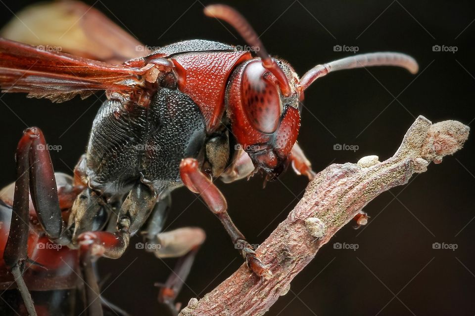 red paper wasp