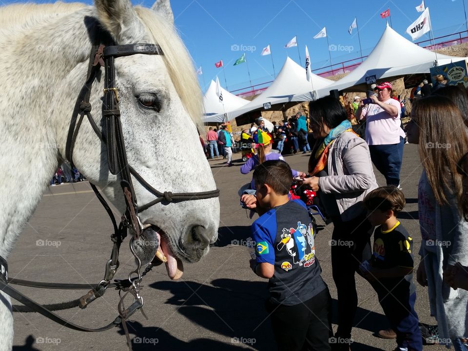 Horse at festival