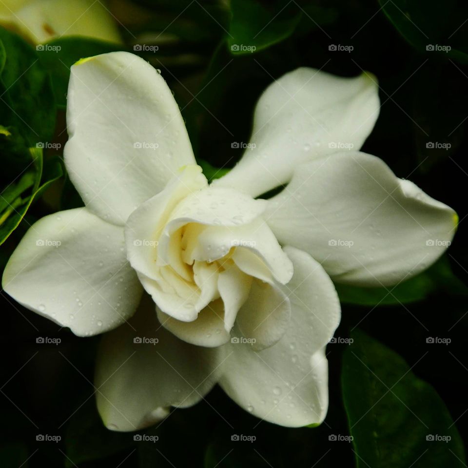 a lovely white Gardenia in the garden