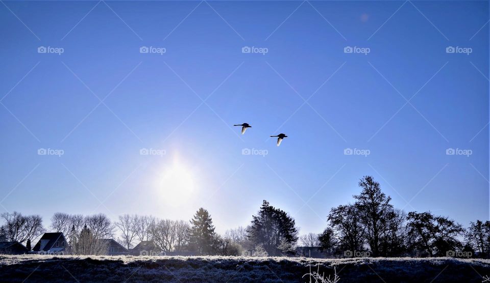 2 birds flying in a blue sky on a sunny winters day with a white frost covered landscape and tree silhouettes below