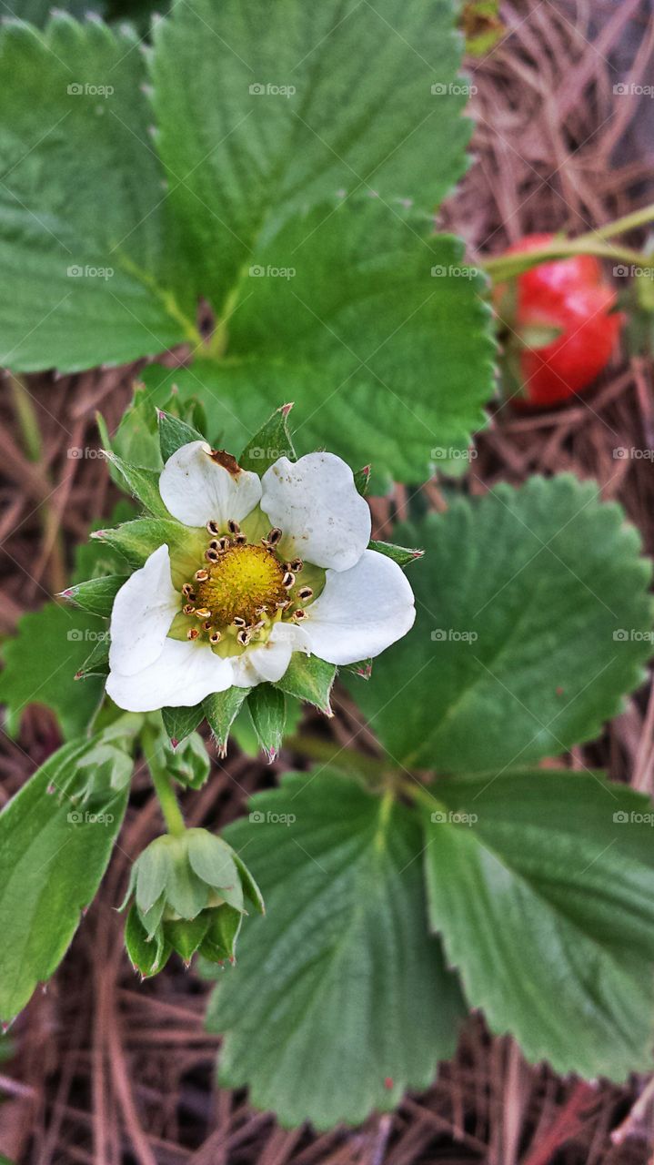 Strawberry. Blossom