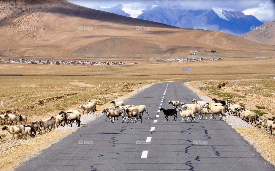 Tibetan road 