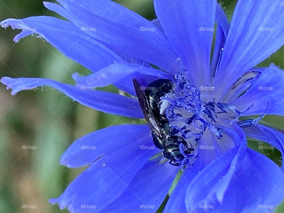 A bug on blue wildflower.