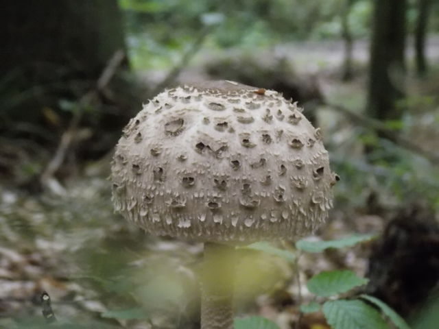 nature